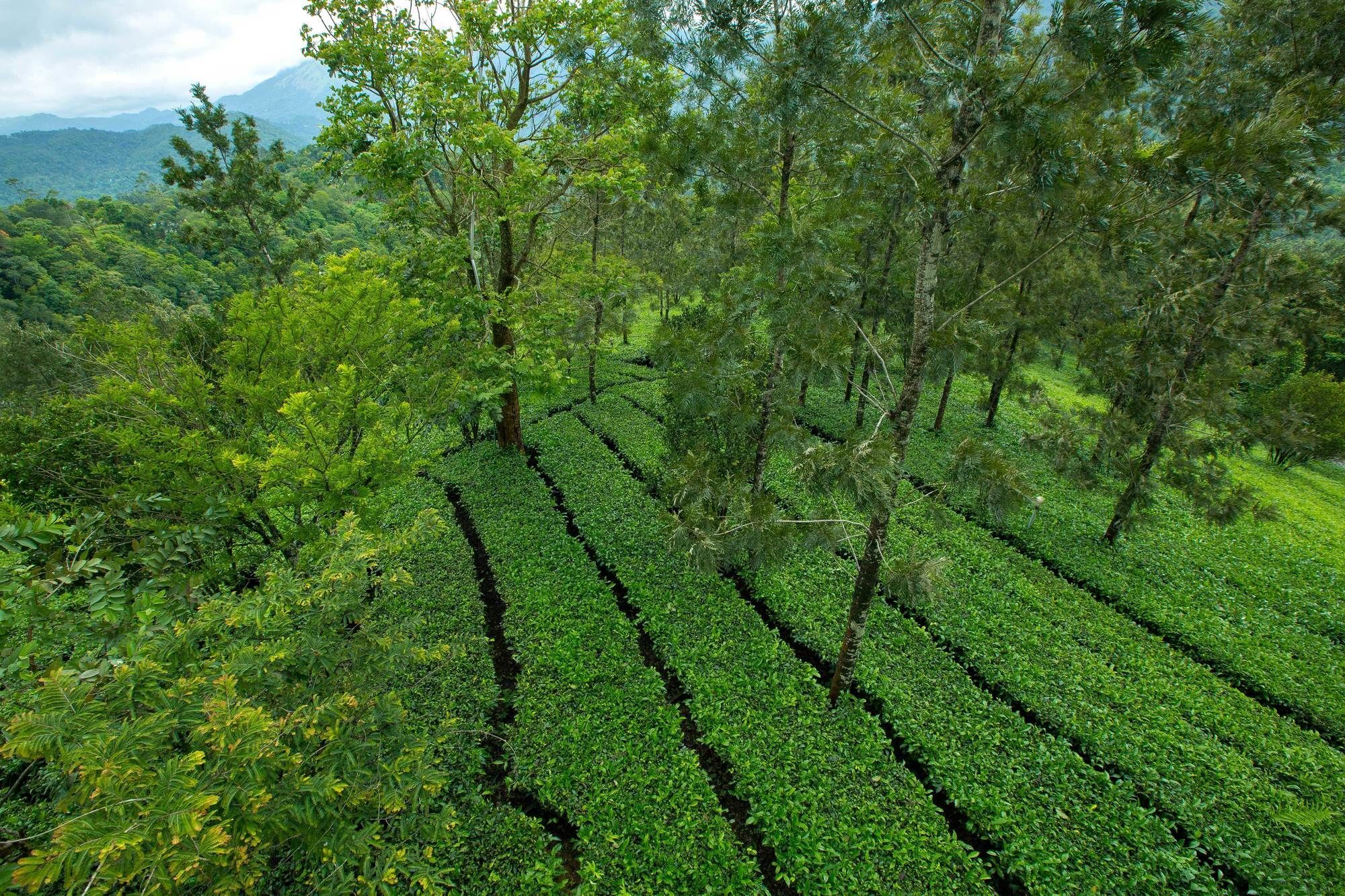 Dream Catcher Plantation Resort Munnar Exterior photo