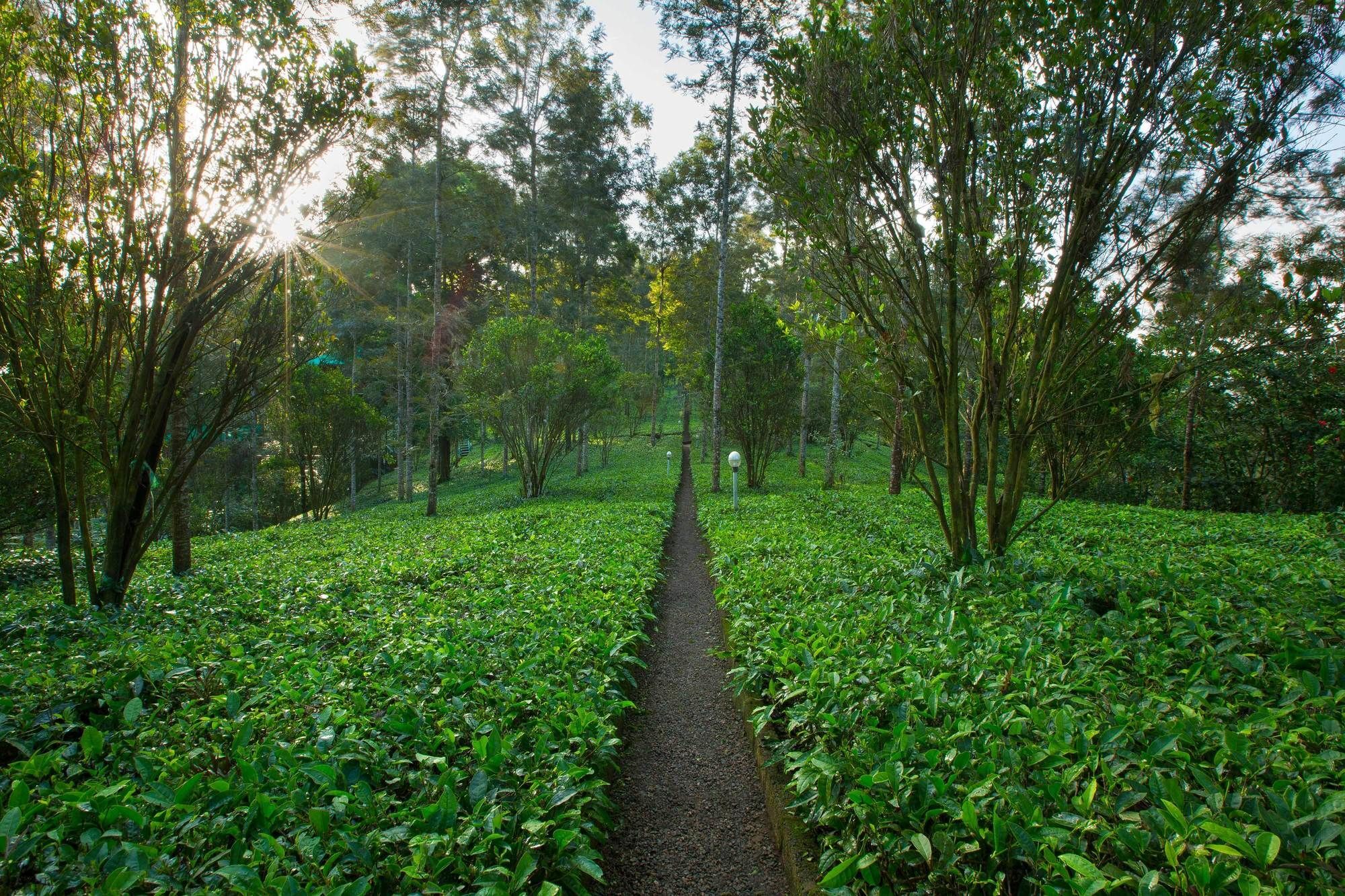 Dream Catcher Plantation Resort Munnar Exterior photo